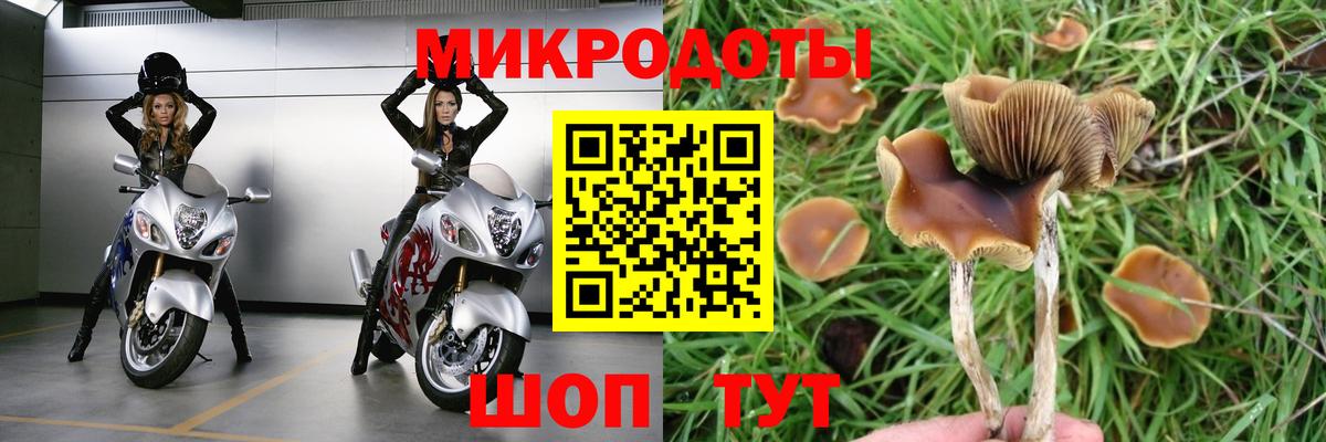 Псилоцибиновые грибы Cubensis  Вход с VPN  Петрозаводск 